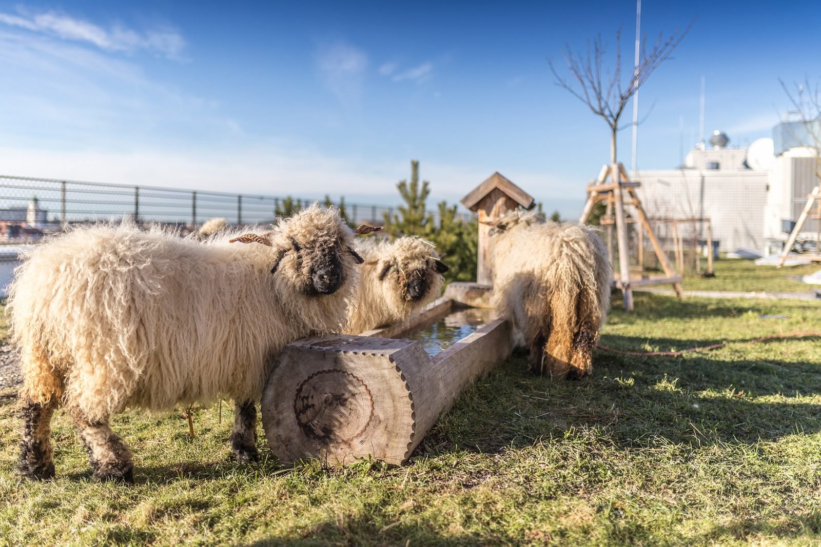 Rooftop Sheep