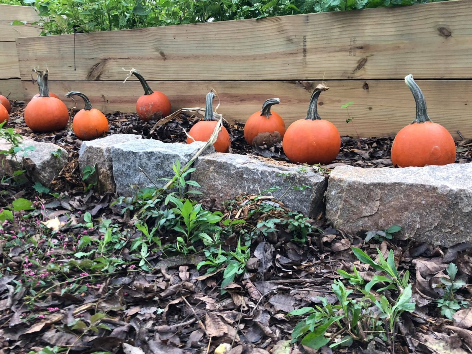 Atlanta food forest